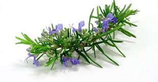 Vitaler Rosmarin Zweig, mit vitalen Blüten